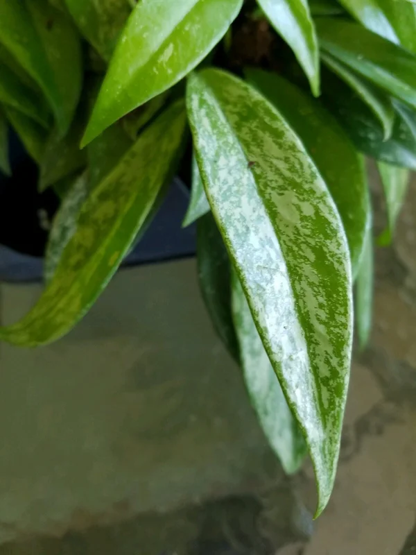 Hoya Pubicalyx Silver Splash Live Plant – Exotic Wax Vine Houseplant - Image 1