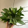 Hoya Publicalyx Live Plant – 6 inch Pot – Pet-Safe Indoor Houseplant Hoya Publicalyx Live Plant – 6 inch Pot – Pet-Safe Indoor Houseplant - Image 1
