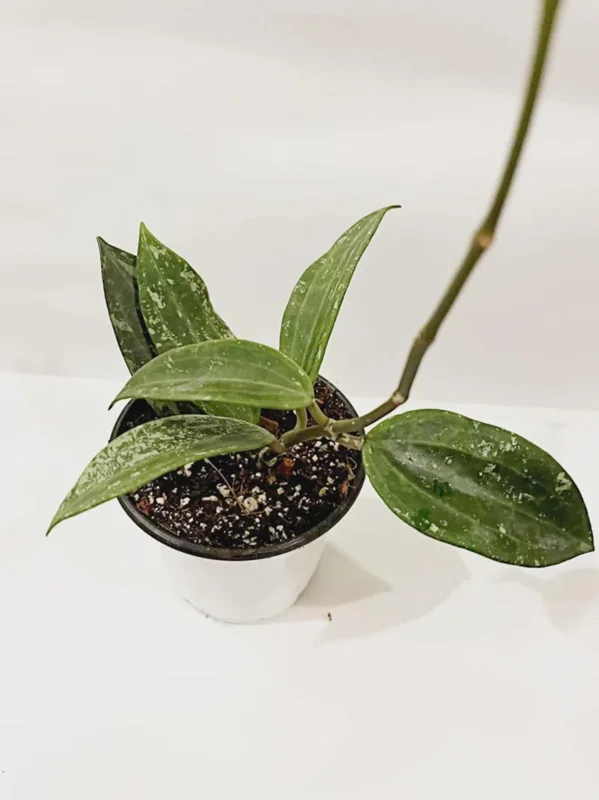 Hoya Rangae Splash Live Wax Vine Plant – Indoor & Outdoor – 4 inch Pot - Image 2