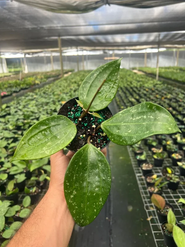 Hoya Rangae Splash Live Wax Vine Plant – Indoor & Outdoor – 4 inch Pot Hoya Rangae Splash Live Wax Vine Plant – Indoor & Outdoor – 4 inch Pot - Image 3