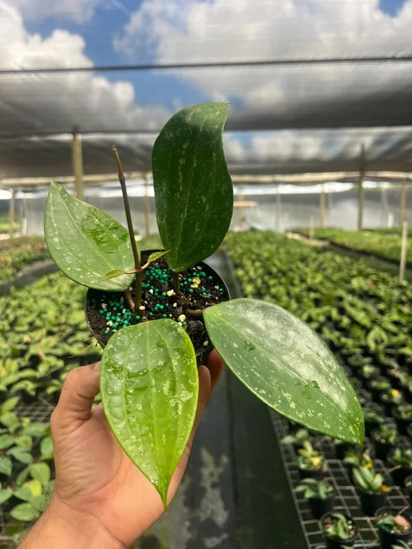 Hoya Rangae Splash Live Wax Vine Plant – Indoor & Outdoor – 4 inch Pot Hoya Rangae Splash Live Wax Vine Plant – Indoor & Outdoor – 4 inch Pot - Image 4