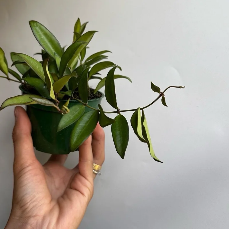 Hoya Rosita Live Plant – Pet-Safe Indoor Plant – 4 inch Pot Hoya Rosita Live Plant – Pet-Safe Indoor Plant – 4 inch Pot - Image 3