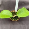 Hoya sp. Timor Live Plant - Rare Rooted Hoya - Indoor Potted Plant - 2.5" Pot Hoya sp. Timor Live Plant - Rare Rooted Hoya - Indoor Potted Plant - 2.5" Pot - Image 1