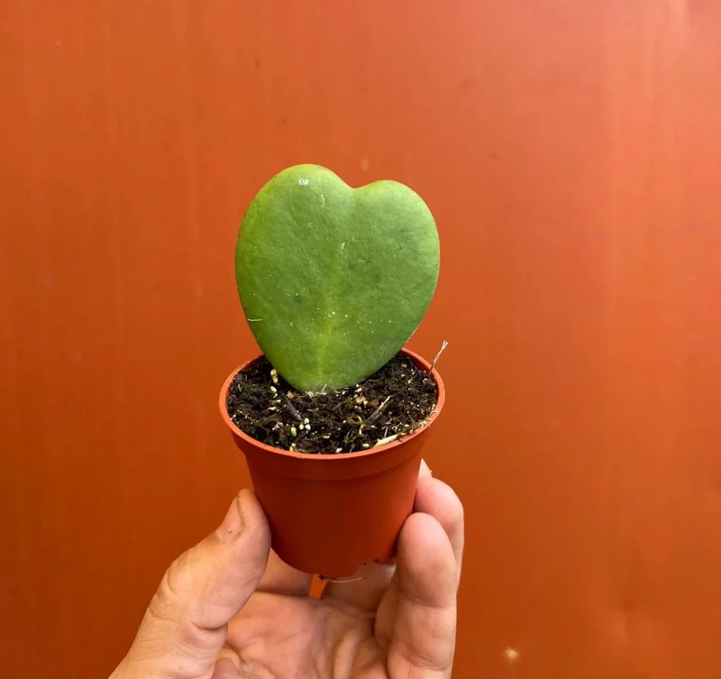 Hoya Sweetheart Kerrii Live Plant – Heart Shaped Succulent – 2 Inch Pot – Indoor Hoya Sweetheart Kerrii Live Plant – Heart Shaped Succulent – 2 Inch Pot – Indoor - Image 3