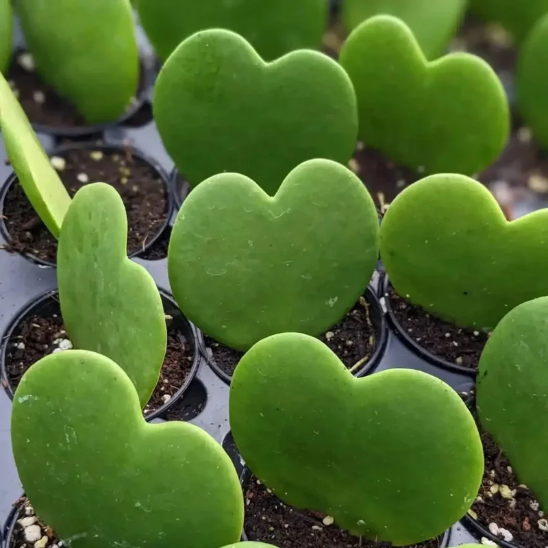Hoya Sweetheart Kerrii Live Plant – Heart Shaped Succulent – 2 Inch Pot – Indoor Hoya Sweetheart Kerrii Live Plant – Heart Shaped Succulent – 2 Inch Pot – Indoor - Image 4
