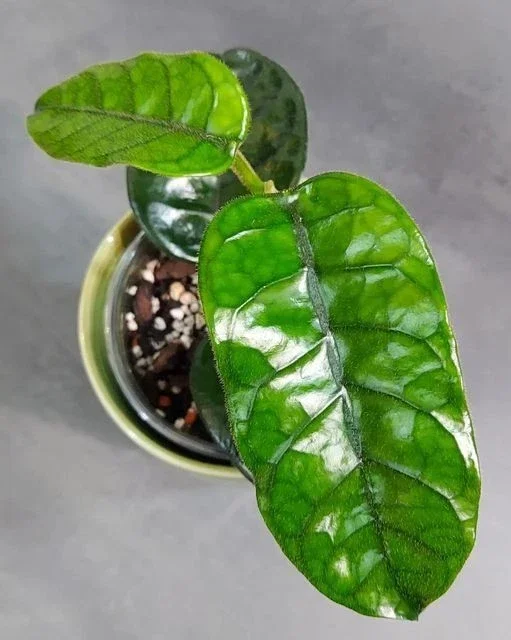 Hoya Villosa Wax Plant Live Tropical Houseplant in 4" Pot - Image 2