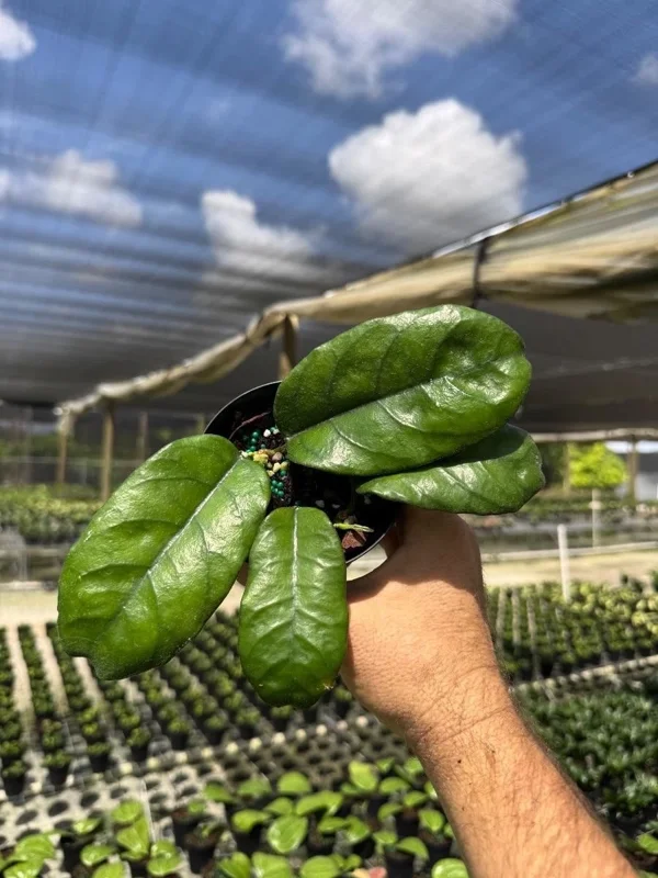 Hoya Villosa Wax Plant Live Tropical Houseplant in 4" Pot - Image 1