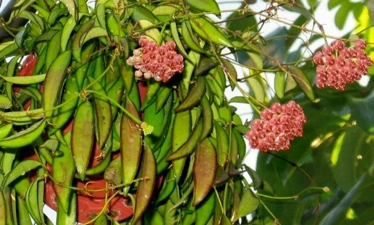 Hoya Wayetii Live Plant - Rooted Starter Cutting - Flowering Tropical Houseplant Hoya Wayetii Live Plant - Rooted Starter Cutting - Flowering Tropical Houseplant - Image 3