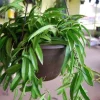 Hoya Wayetii Live Plant - Rooted Starter Cutting - Flowering Tropical Houseplant Hoya Wayetii Live Plant - Rooted Starter Cutting - Flowering Tropical Houseplant - Image 1