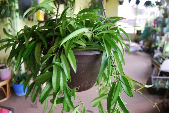 Hoya Wayetii Live Plant - Rooted Starter Cutting - Flowering Tropical Houseplant - Image 1