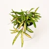 Hoya Wayetii Tricolor Live Plant – Pet-Safe Indoor Plant – 4 inch Pot Hoya Wayetii Tricolor Live Plant – Pet-Safe Indoor Plant – 4 inch Pot - Image 1