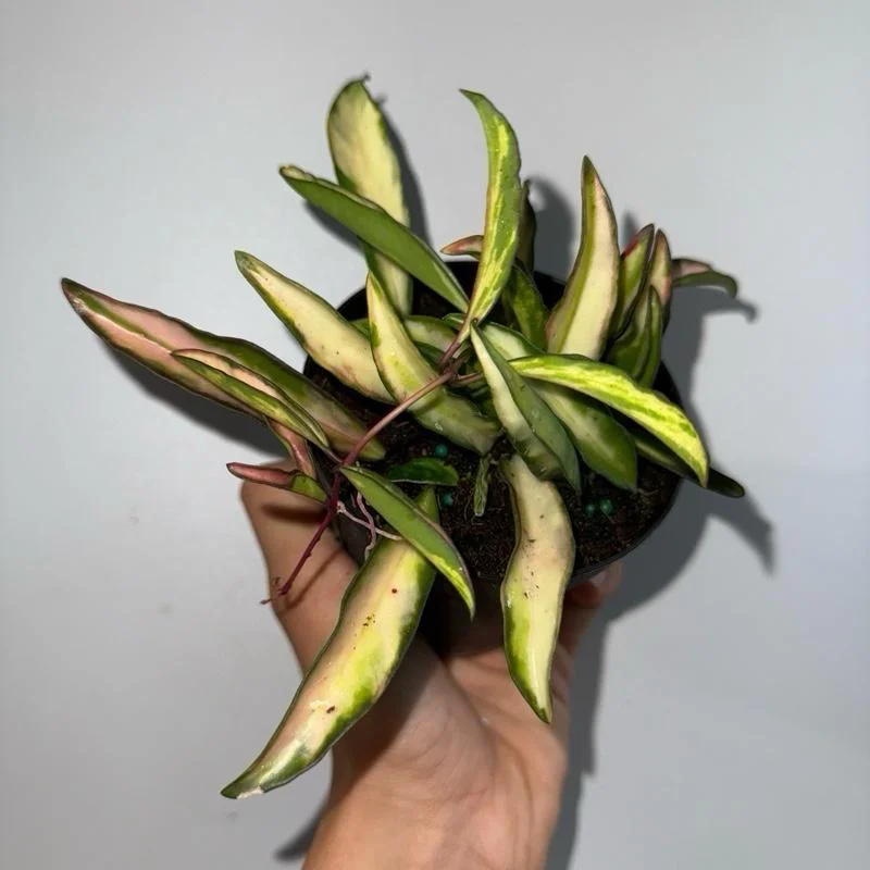 Hoya Wayetii Tricolor Live Plant – Pet-Safe Indoor Plant – 4 inch Pot Hoya Wayetii Tricolor Live Plant – Pet-Safe Indoor Plant – 4 inch Pot - Image 3