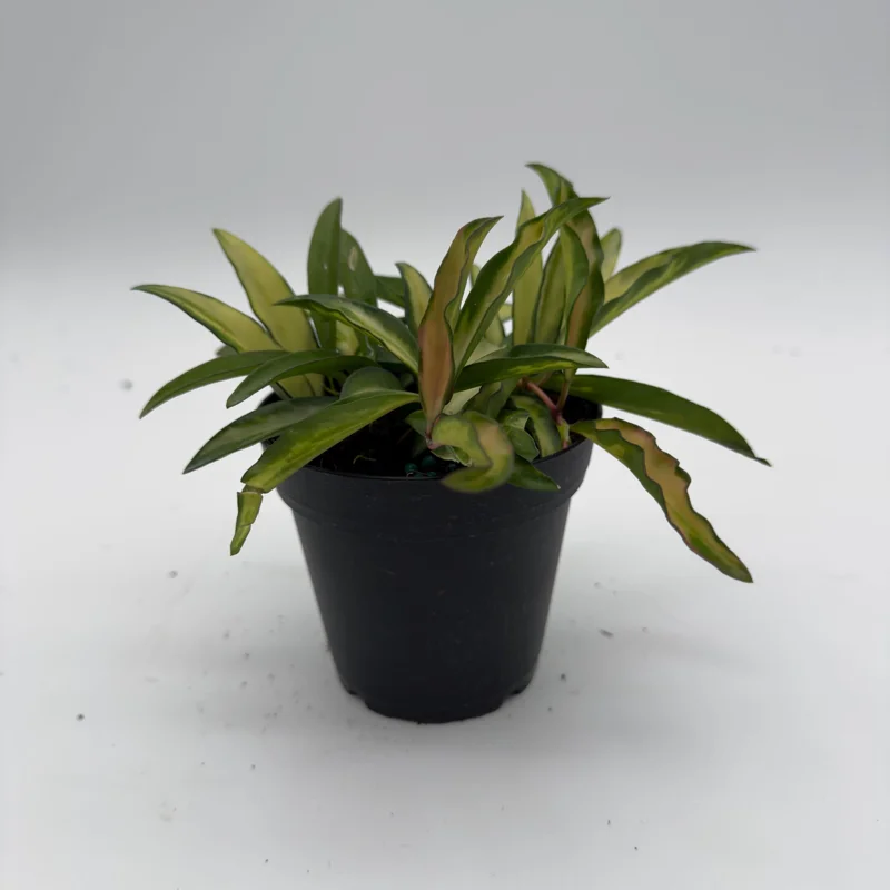 Hoya Wayetii Tricolor Live Plant – Pet-Safe Indoor Plant – 4 inch Pot Hoya Wayetii Tricolor Live Plant – Pet-Safe Indoor Plant – 4 inch Pot - Image 4