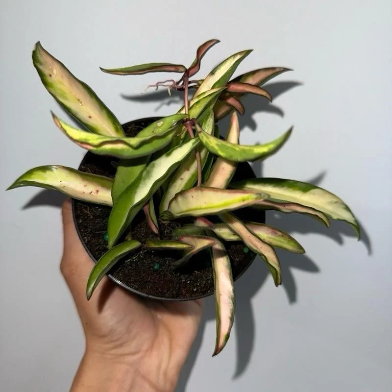 Hoya Wayetii Tricolor Live Plant – Pet-Safe Indoor Plant – 4 inch Pot Hoya Wayetii Tricolor Live Plant – Pet-Safe Indoor Plant – 4 inch Pot - Image 5