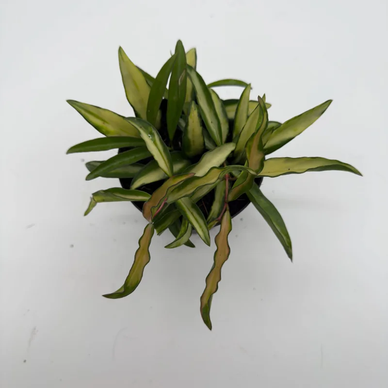 Hoya Wayetii Tricolor Live Plant – Pet-Safe Indoor Plant – 4 inch Pot Hoya Wayetii Tricolor Live Plant – Pet-Safe Indoor Plant – 4 inch Pot - Image 6