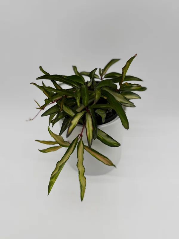Hoya Wayetii Tricolor Live Plant – Pet-Safe Indoor Plant – 4 inch Pot Hoya Wayetii Tricolor Live Plant – Pet-Safe Indoor Plant – 4 inch Pot - Image 7