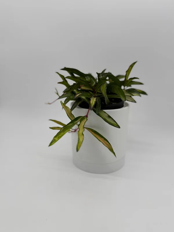 Hoya Wayetii Tricolor Live Plant – Pet-Safe Indoor Plant – 4 inch Pot Hoya Wayetii Tricolor Live Plant – Pet-Safe Indoor Plant – 4 inch Pot - Image 8