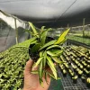 Hoya Wayetti Tricolor Variegated Live Plant – Wax Vine in 4" Pot – Houseplant Hoya Wayetti Tricolor Variegated Live Plant – Wax Vine in 4" Pot – Houseplant - Image 1
