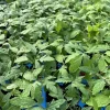Hungarian Giant Tomato Live Plant – 2 Pack – 6-10 Inches Tall – Vegetable Garden - Image 1