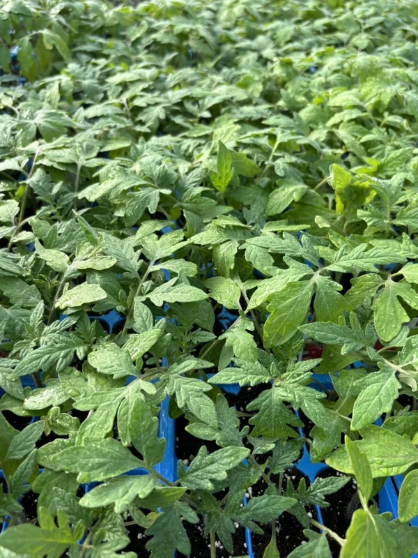 Hungarian Giant Tomato Live Plants - Lot of 3, 6-10 Inches, 60+ Days Old - Image 1