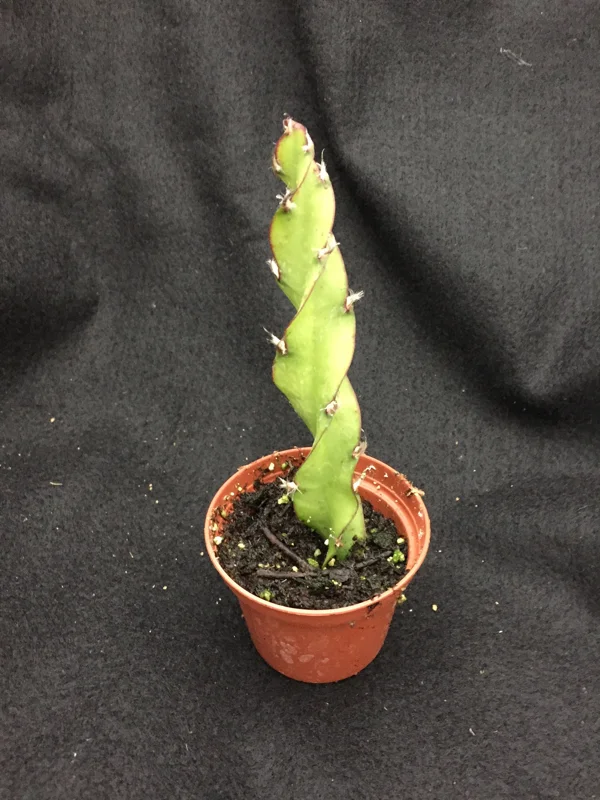 Hurricane Cactus Lepismium cruciforme var. Spiralis Live Plant, Rooted, 2 Inch Pot - Image 2