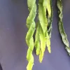 Hurricane Cactus Lepismium cruciforme var. Spiralis Live Plant, Rooted, 2 Inch Pot - Image 1