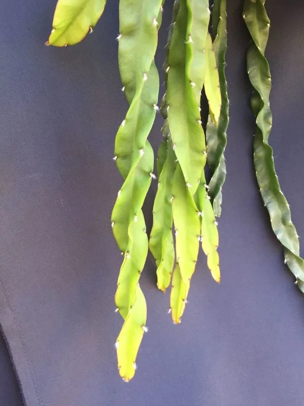Hurricane Cactus Lepismium cruciforme var. Spiralis Live Plant, Rooted, 2 Inch Pot - Image 1