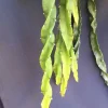 Hurricane Cactus Lepismium Spiralis Live Plant – Rooted in 2 Inch Pot – Indoor/Outdoor - Image 1