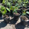 Ice Cream Bean Tree Live Plant, Inga edulis, 1 Gallon Nursery Pot Ice Cream Bean Tree Live Plant, Inga edulis, 1 Gallon Nursery Pot - Image 1
