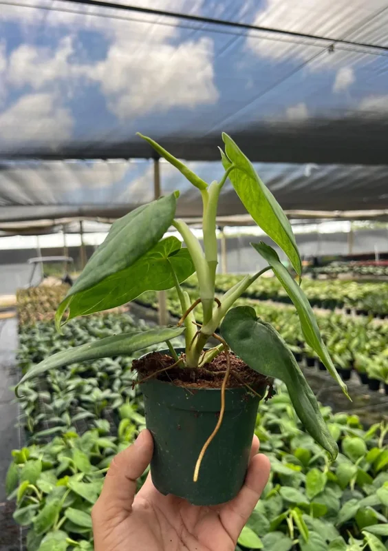 Ice Frost Syngonium Plant – Variegated Arrowhead Live Plant – 4" Pot – Indoor - Image 2