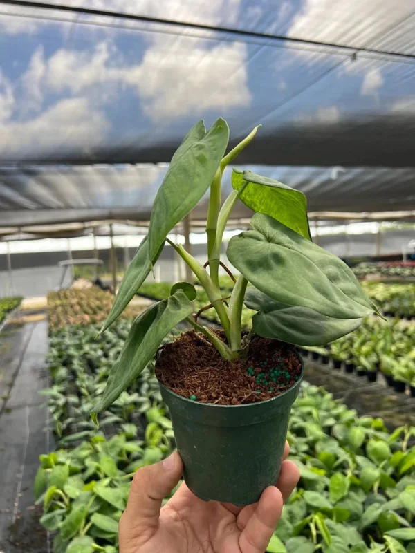 Ice Frost Syngonium Plant – Variegated Arrowhead Live Plant – 4" Pot – Indoor - Image 1