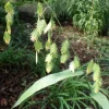 Inland Sea Oats Live Plant – 1 Gallon Pot – Outdoor Ornamental Grass Inland Sea Oats Live Plant – 1 Gallon Pot – Outdoor Ornamental Grass - Image 1