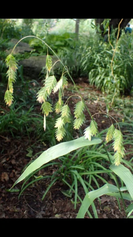Inland Sea Oats Live Plant – 1 Gallon Pot – Outdoor Ornamental Grass - Image 1