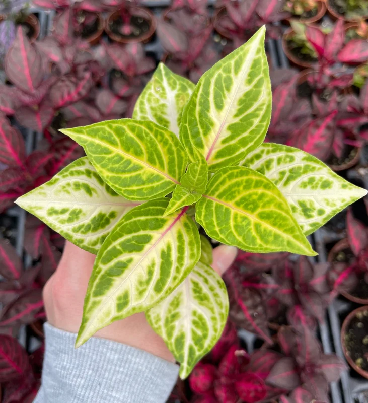 Iresine Lindenii Formosa Yellow Live Plant – Blood Leaf – Vibrant Foliage - Image 2