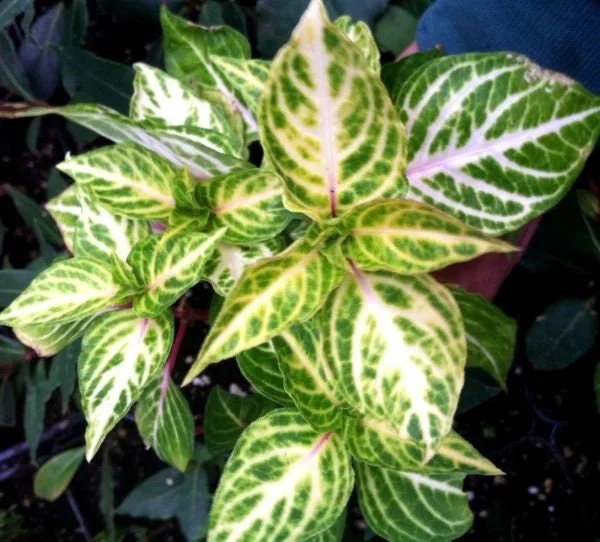 Iresine Lindenii Formosa Yellow Live Plant – Blood Leaf – Vibrant Foliage - Image 1