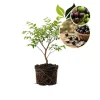 Jaboticaba Live Plant 1ft Tall - Brazilian Tree Grape Starter Tree - Indoor/Outdoor - Image 1