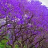 Jacaranda Mimosifolia Purple Flowering Tree - 3 Live Unrooted 6" Cuttings - Image 1