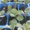 Jade E Cross Brussel Sprouts Live Plant - Lot of 4, 4 Inches Tall, Vegetable - Image 1