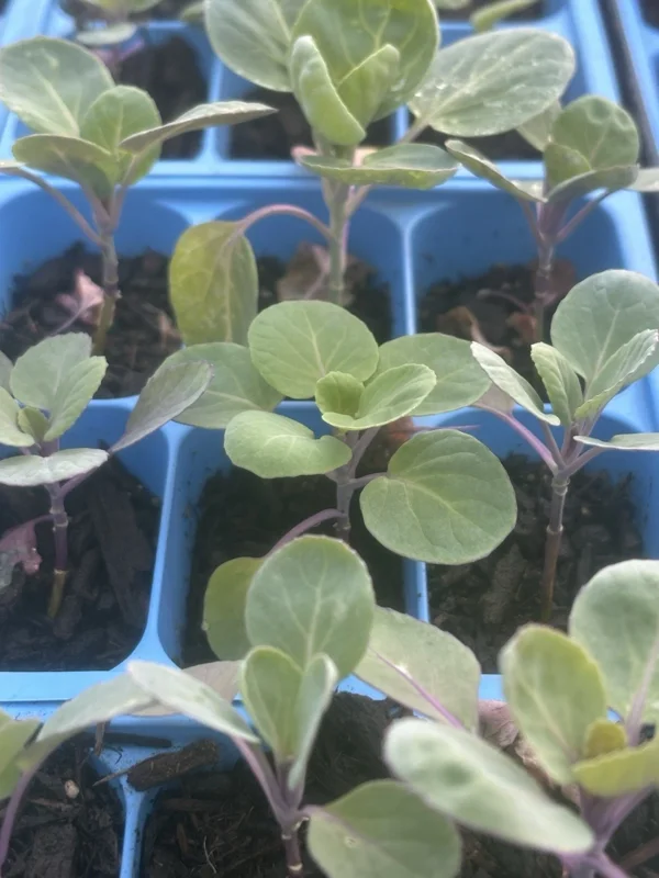 Jade E Cross Brussel Sprouts Live Plants - 6 Pack, 4 Inches Tall, 75+ Days Old, Medium Sun Jade E Cross Brussel Sprouts Live Plants - 6 Pack, 4 Inches Tall, 75+ Days Old, Medium Sun - Image 1