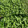 Japanese Beech Fern Live Plant – Thelypteris decursive-pinnata – 5.25" Pot – Perennial Japanese Beech Fern Live Plant – Thelypteris decursive-pinnata – 5.25" Pot – Perennial - Image 1