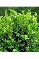 Japanese Boxwood Live Plant – 1 Gallon – Outdoor Shrub Japanese Boxwood Live Plant – 1 Gallon – Outdoor Shrub - Image 2