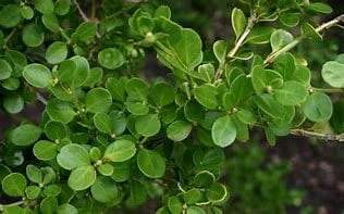 Japanese Boxwood Live Plant – 1 Gallon – Outdoor Shrub Japanese Boxwood Live Plant – 1 Gallon – Outdoor Shrub - Image 3