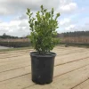 Japanese Boxwood Live Plant – 1 Gallon – Outdoor Shrub Japanese Boxwood Live Plant – 1 Gallon – Outdoor Shrub - Image 1