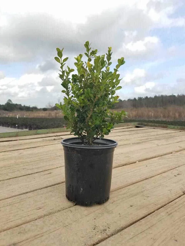 Japanese Boxwood Live Plant – 1 Gallon – Outdoor Shrub Japanese Boxwood Live Plant – 1 Gallon – Outdoor Shrub - Image 1
