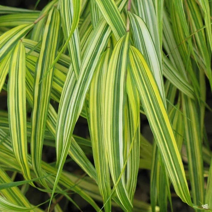 Japanese Forest Grass 'Aureola' Live Starter Plant - Hakonechloa - Image 2