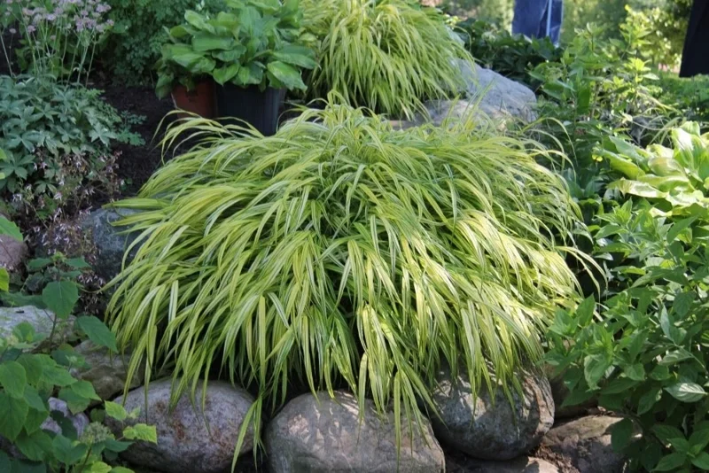 Japanese Forest Grass 'Aureola' Live Starter Plant - Hakonechloa - Image 1