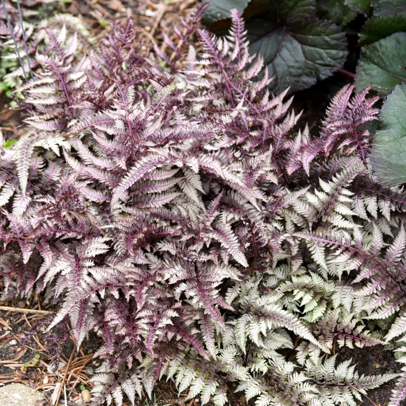 Japanese Painted Fern 'Pictum' Live Plant - Athyrium niponicum - 5.25" Pot Japanese Painted Fern 'Pictum' Live Plant - Athyrium niponicum - 5.25" Pot - Image 2