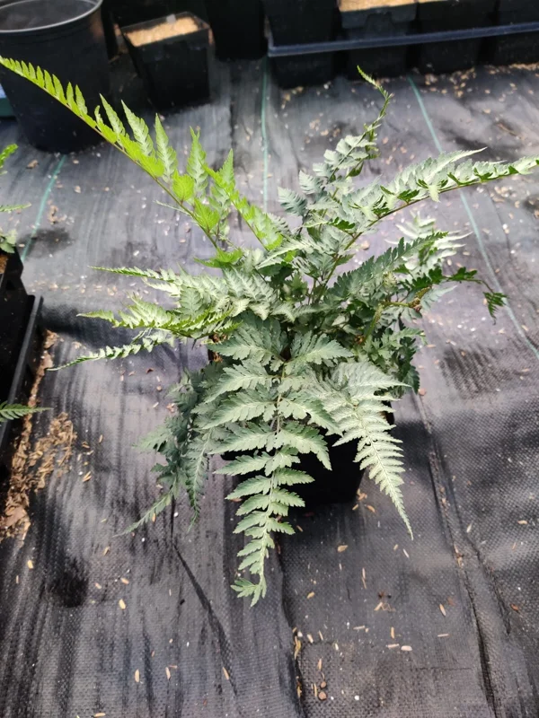 Japanese Painted Fern 'Pictum' Live Plant - Athyrium niponicum - 5.25" Pot Japanese Painted Fern 'Pictum' Live Plant - Athyrium niponicum - 5.25" Pot - Image 5
