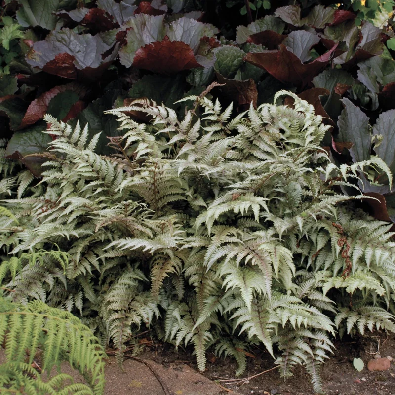 Japanese Painted Fern 'Pictum' Live Plant - Athyrium niponicum - 5.25" Pot Japanese Painted Fern 'Pictum' Live Plant - Athyrium niponicum - 5.25" Pot - Image 1