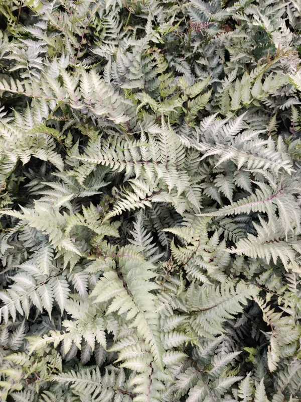 Japanese Painted Fern 'Pictum' Live Plant - Athyrium niponicum - 5.25" Pot Japanese Painted Fern 'Pictum' Live Plant - Athyrium niponicum - 5.25" Pot - Image 6